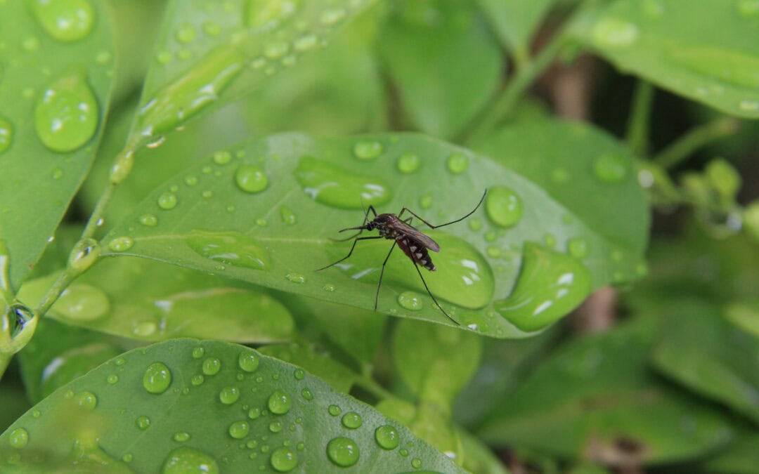 Organic Mosquito Control in Burke VA