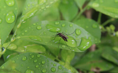 How to Find the Best Organic Mosquito Control Services in Burke, VA