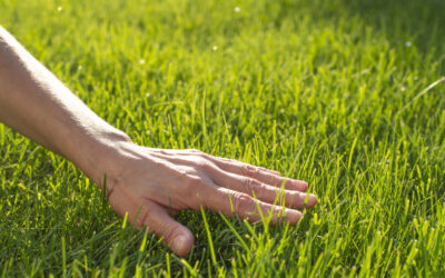 Choosing the Right Lawn Care Company in Annandale, VA: What to Look For